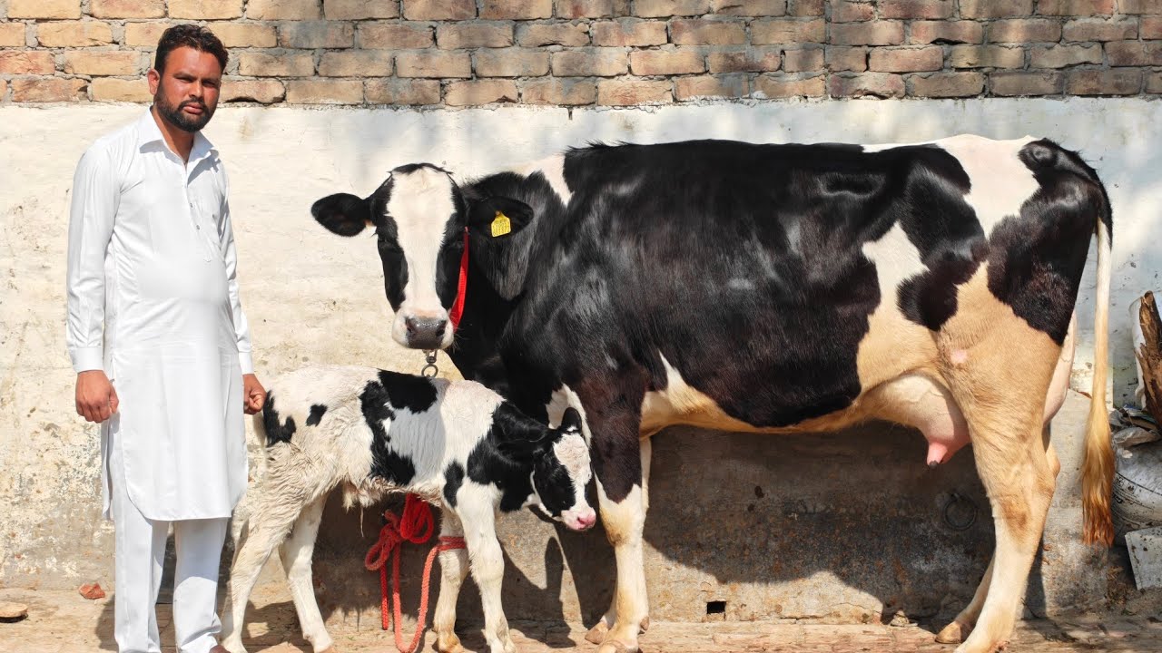 One Cow for Sale, ਇੱਕ ਗਾਂ ਵਿਕਾਊ 