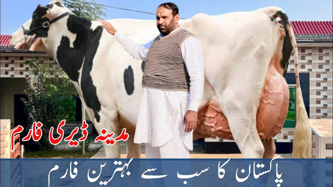 Madina Dairy Farm | imported cows for sale in Bhalwal | HF cows in Punjab