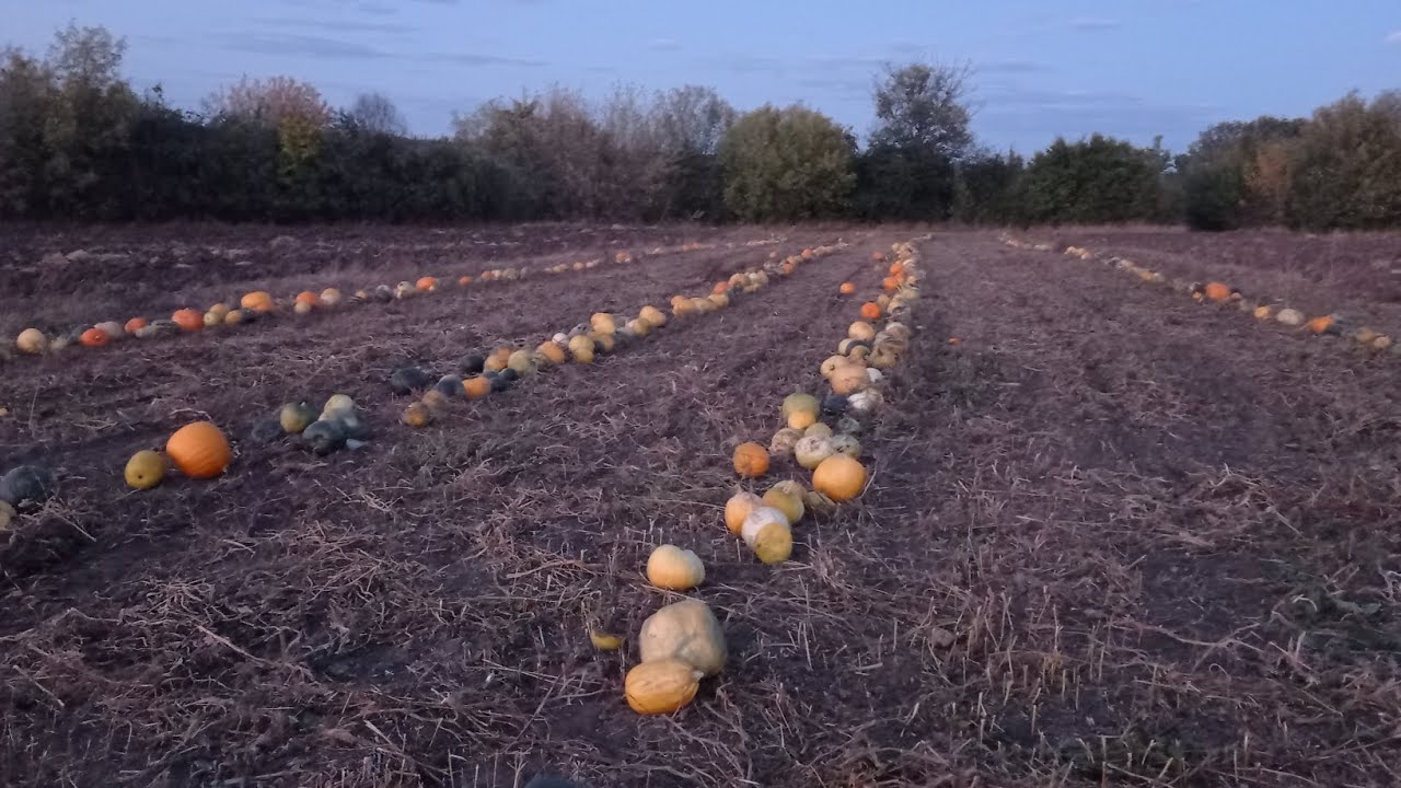 На гарбузах в мінуса.