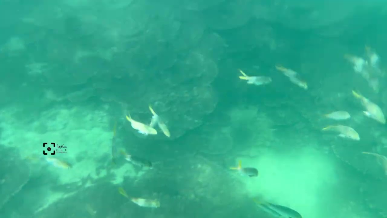 Snorkelling at Snoopy's Beach#bandaralkhairan#oman#omanbeach #oman #exploringoman#exploring