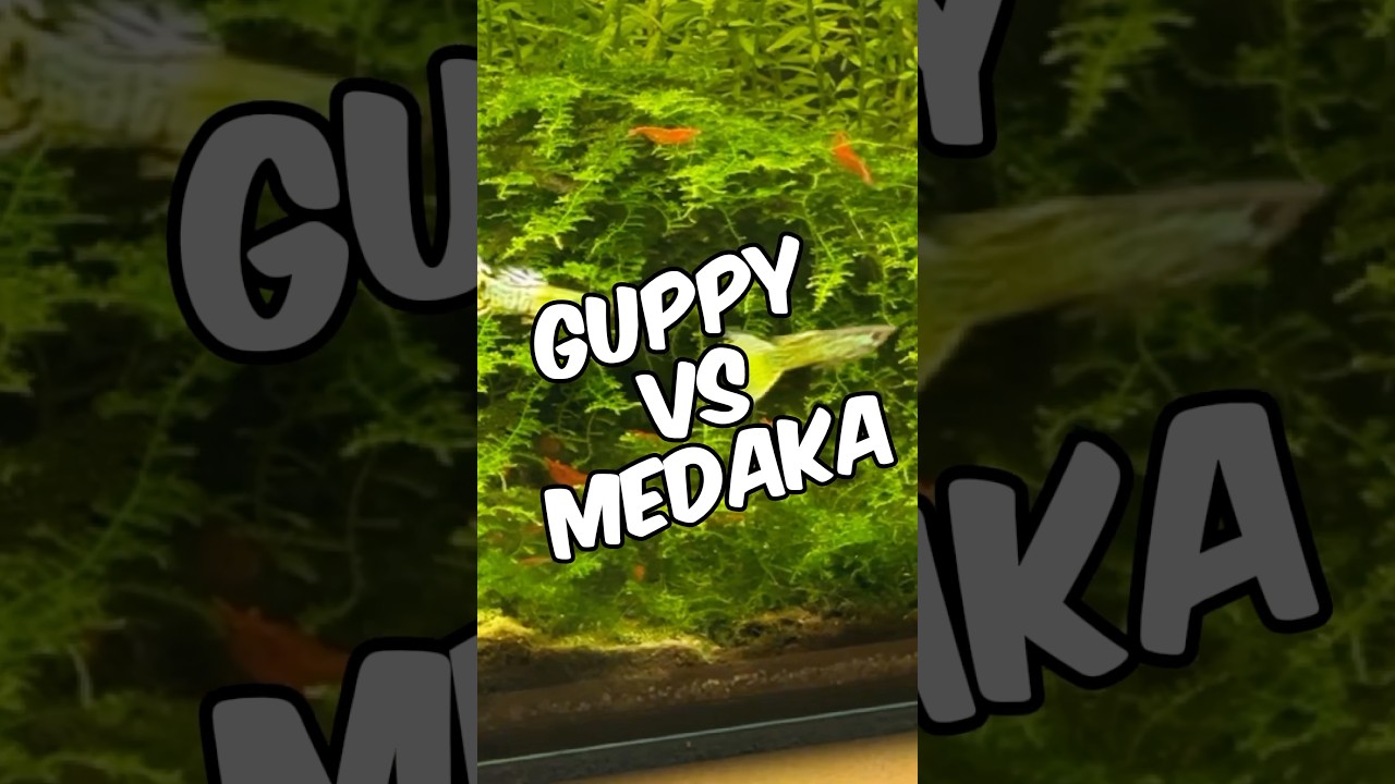 Guppy vs Medaka Rice Fish - Whats The Best Fish For Your Aquarium?