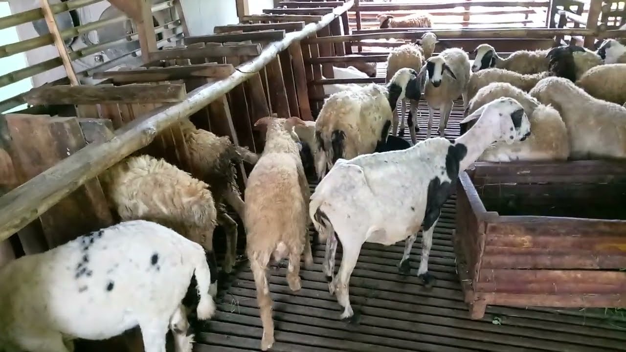 Harga domba Jalu jajalon super 1juta250ribu rupiah 