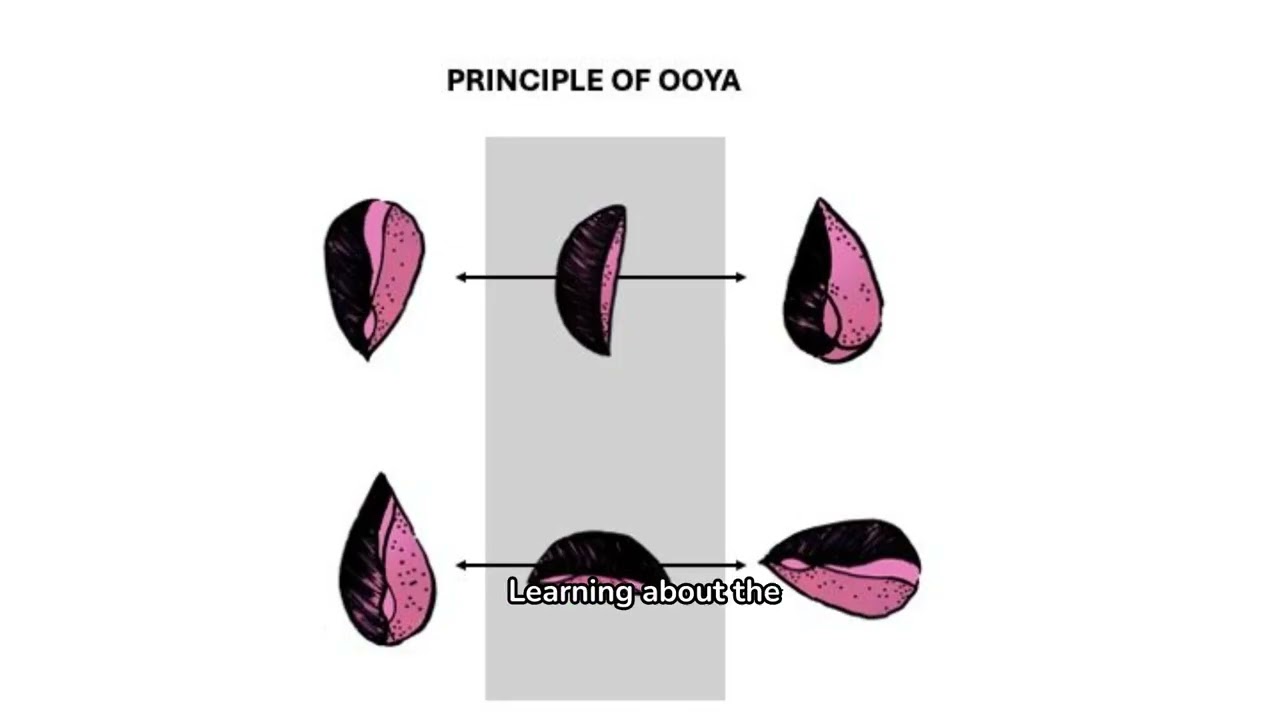 Obi Abatá Divination