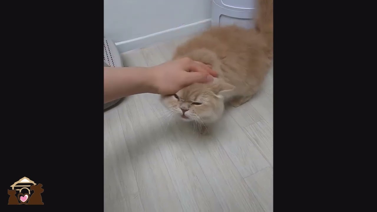 Daily Cuteness Routine 1 | Cute cats!