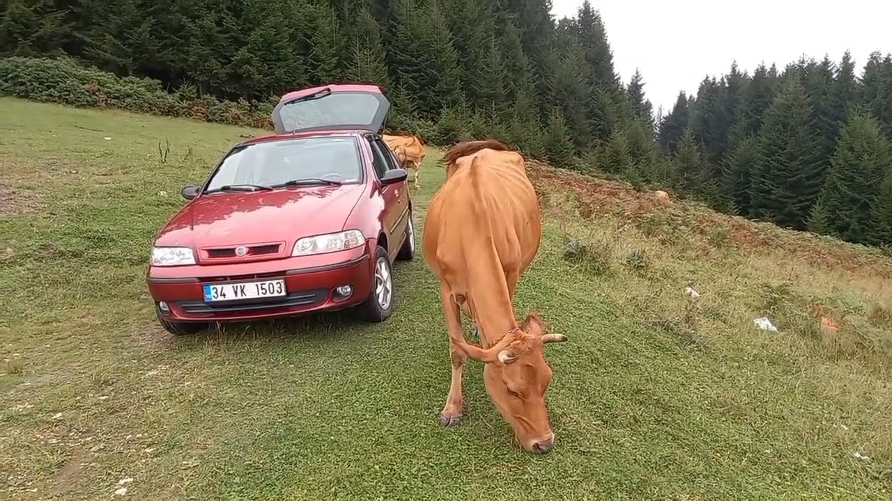 Giresun yaylaları