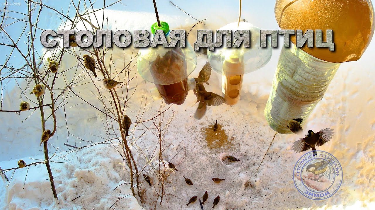 Кормушка для птиц 4 февраля 2026 года (06)
