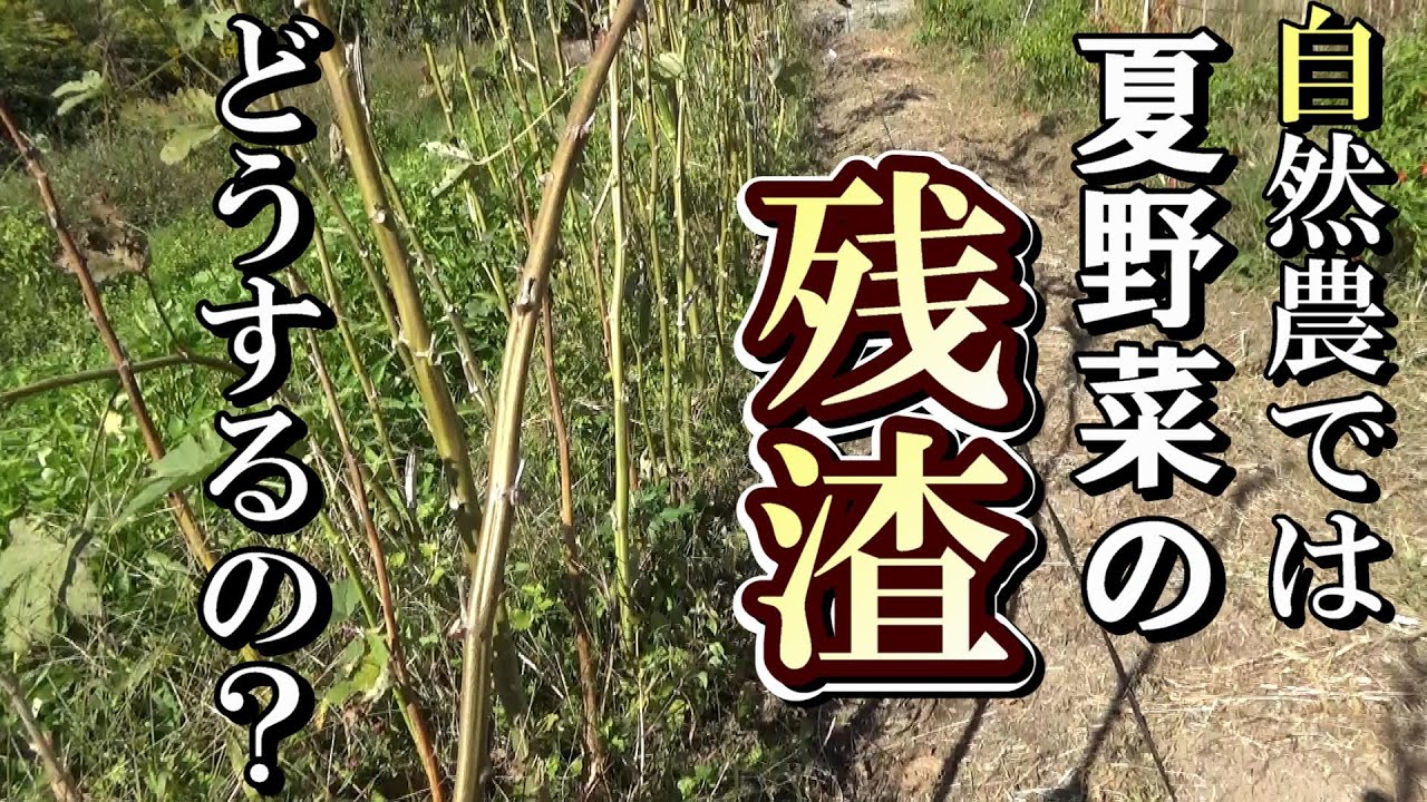 【自然農】自然農だと夏野菜の「残渣」はどうするの？秋冬野菜とのリレー2021年10月26日【natural farming】