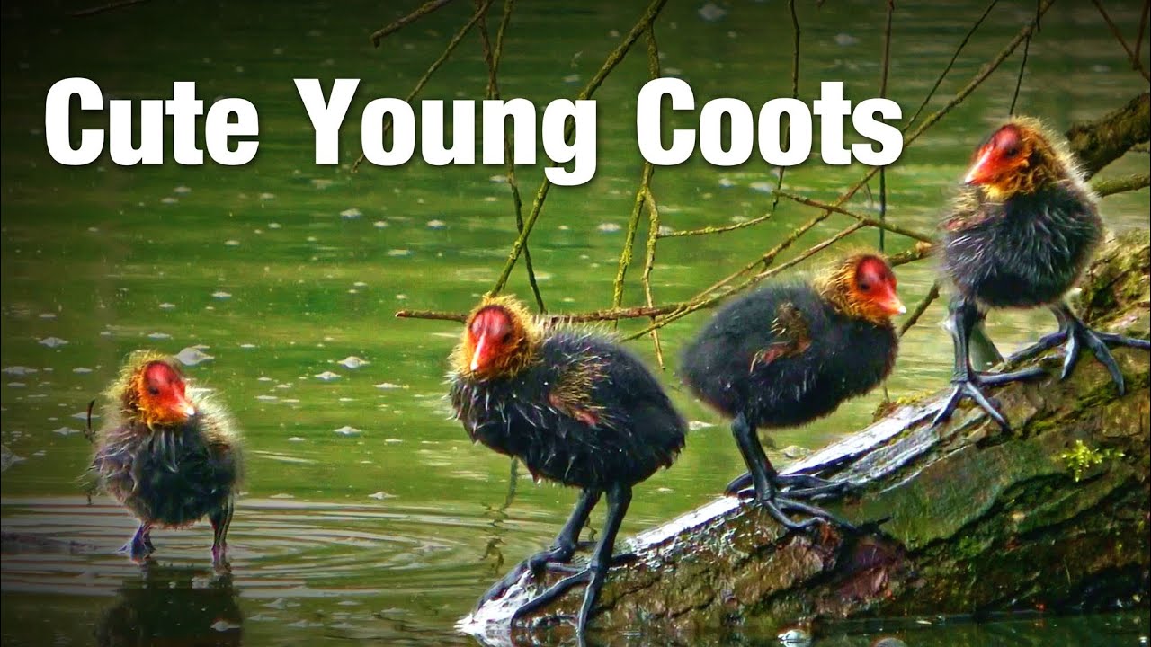 Meet the cutest coot chicks ever! You will love these birds. (Jonge meerkoeten)