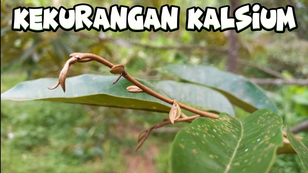 KENALI CIRI - CIRI POHON DURIAN KEKURANGAN KALCIUM
