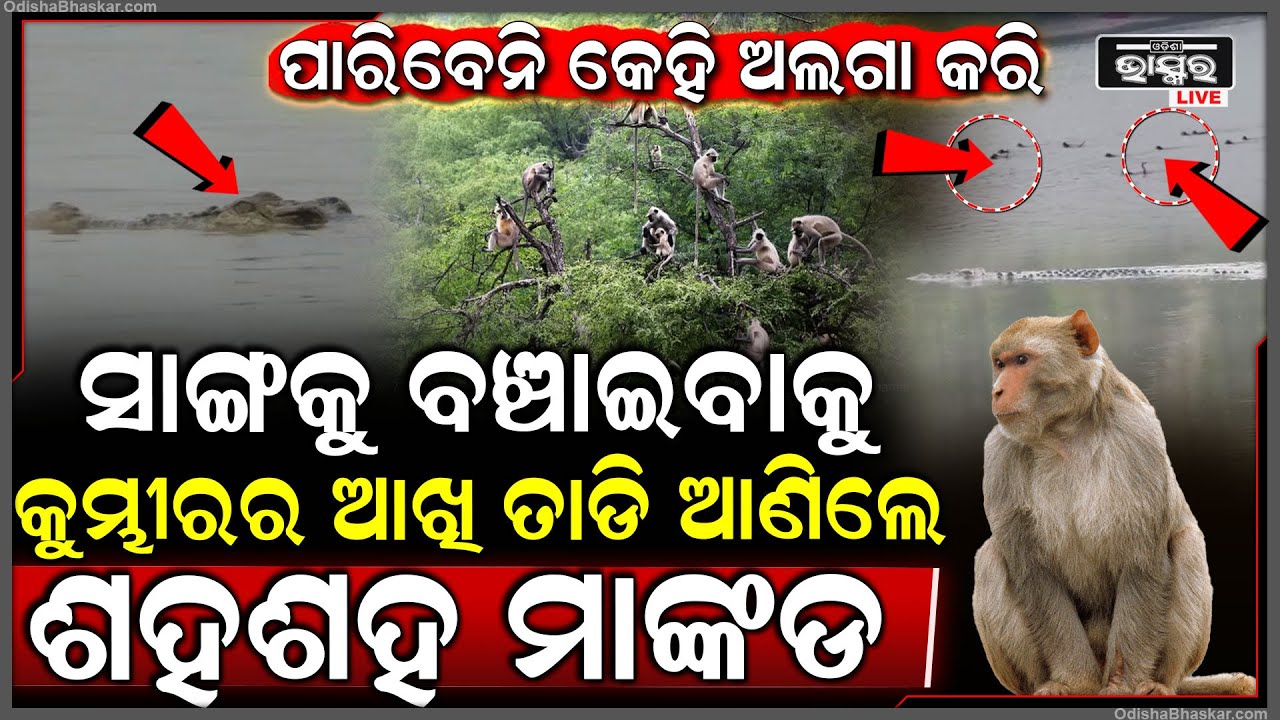 ନଦୀ ଭିତରେ ହେଲା ମାଙ୍କଡ କୁମ୍ଭୀରର ଜୋରଦାର ଲଢେଇ.. କୁମ୍ଭୀର ମୁହଁରୁ ସାଙ୍ଗକୁ ଟାଣି ଆଣିଲେ ଶହ ଶହ ମାଙ୍କଡ..