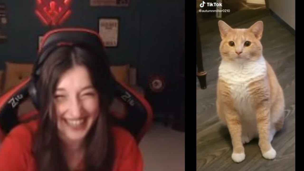 Pqueen - Cats Tiktok Compilation! #4-5 İzliyor