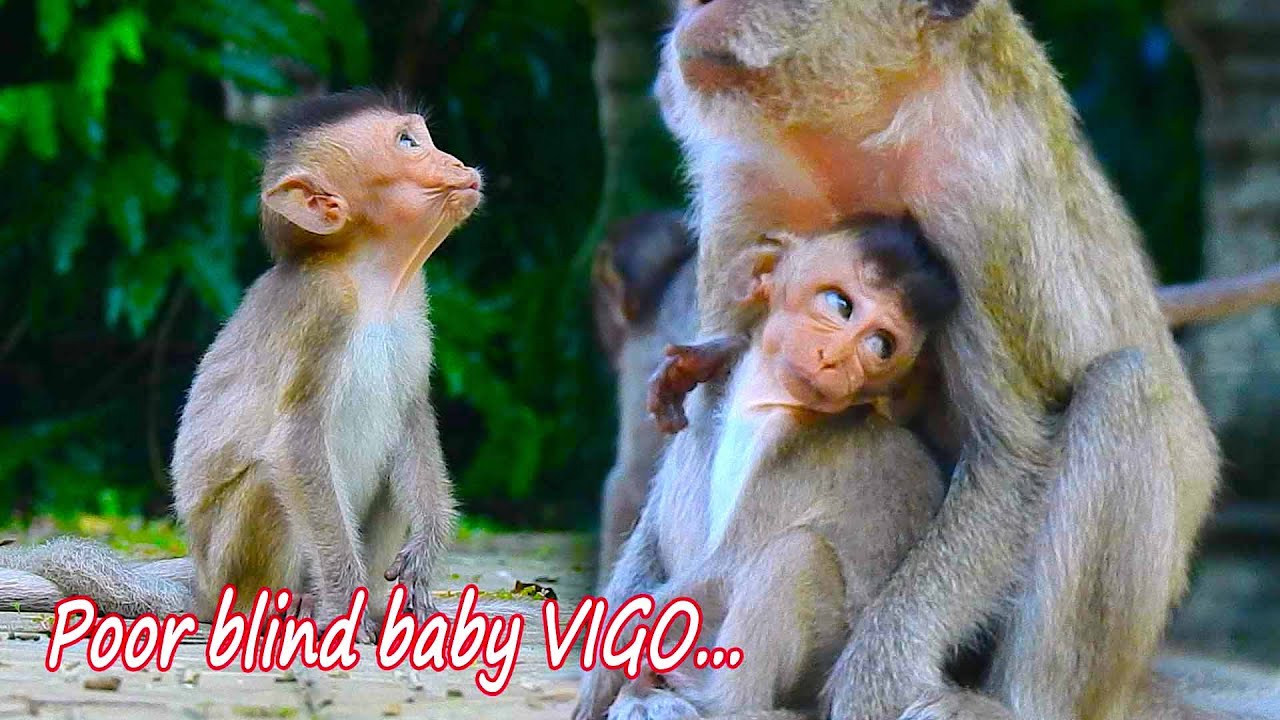I really need you mommy!! Poor blind baby VIGO always alone maybe on weaning time, mom is exhausted