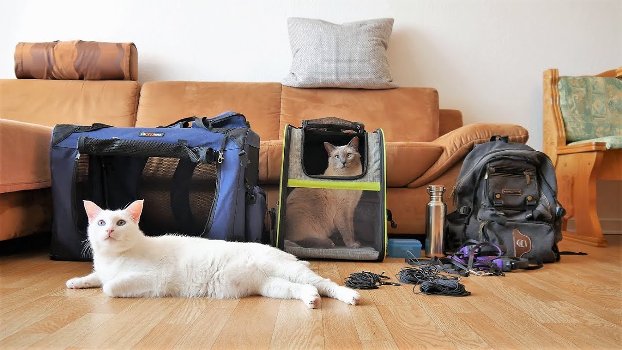 Mit Katze auf Reisen: Meine Ausrüstung (Transporttasche, Katzenrucksack, Geschirr, Leine uvm.)