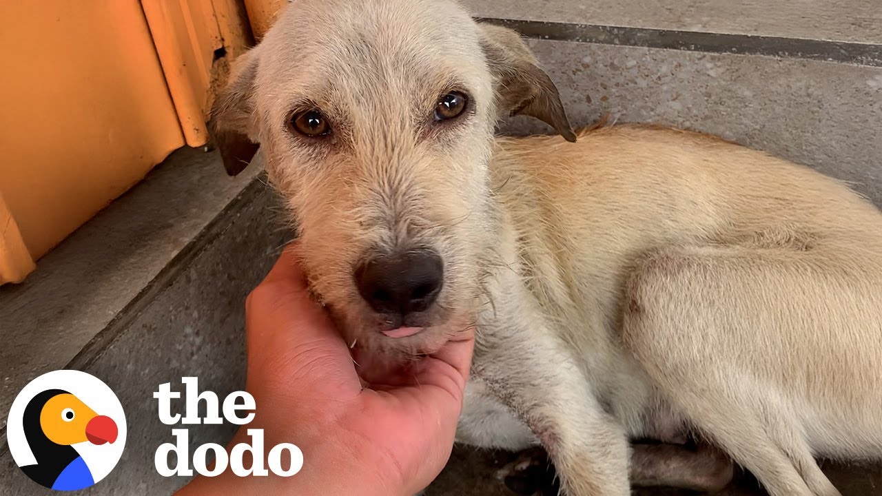 Мужчина вернулся к семье собак во время наводнения | The Dodo