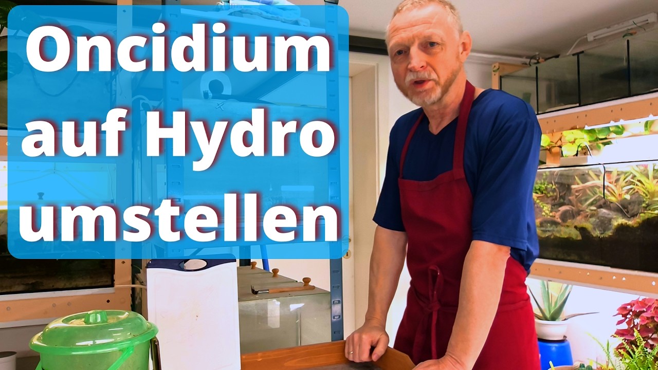 Neue Oncidium 2 - Umstellung auf Hydro