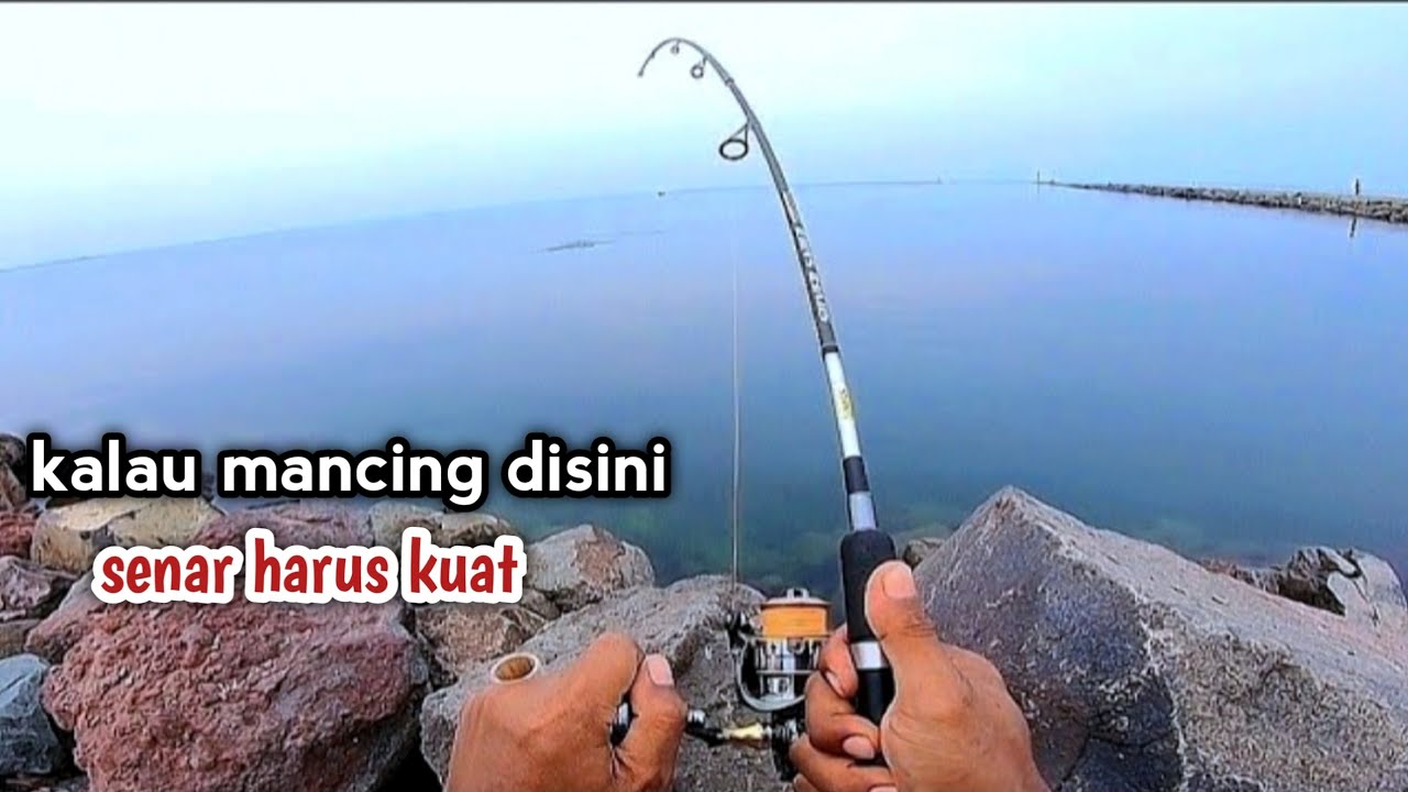 ampun nih ikan..!! bikin liader rompal ‼️batu bintang patimban