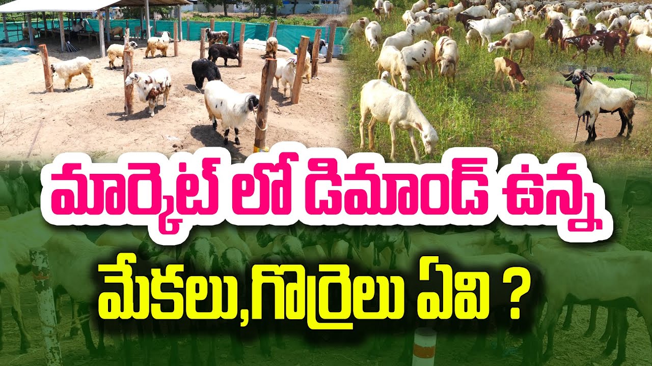 ఏ మేకలు, గొర్రెలతో రైతుకి లాభాలు ? Dr. Rambabu