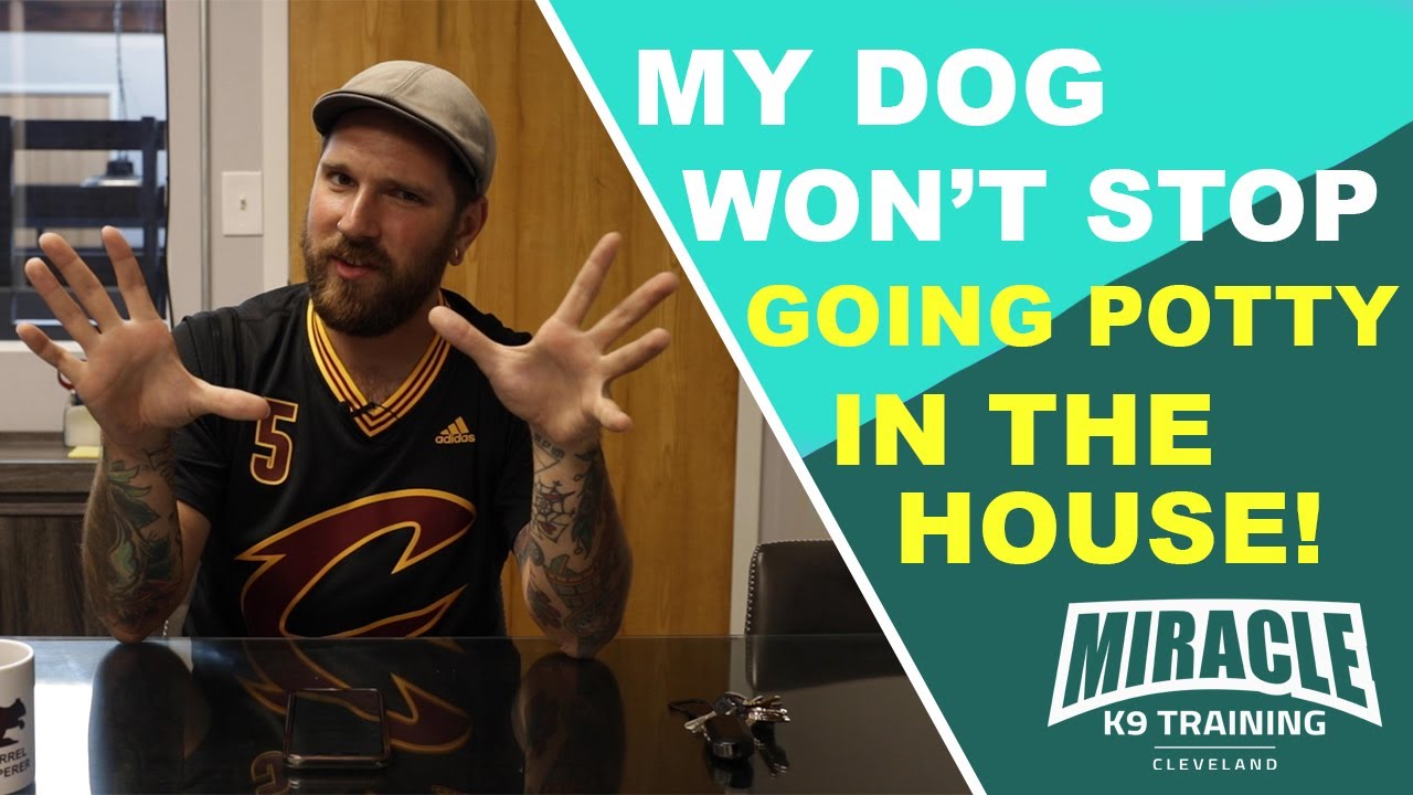 My Dog Won't Stop Going Potty In The House! (At Night)