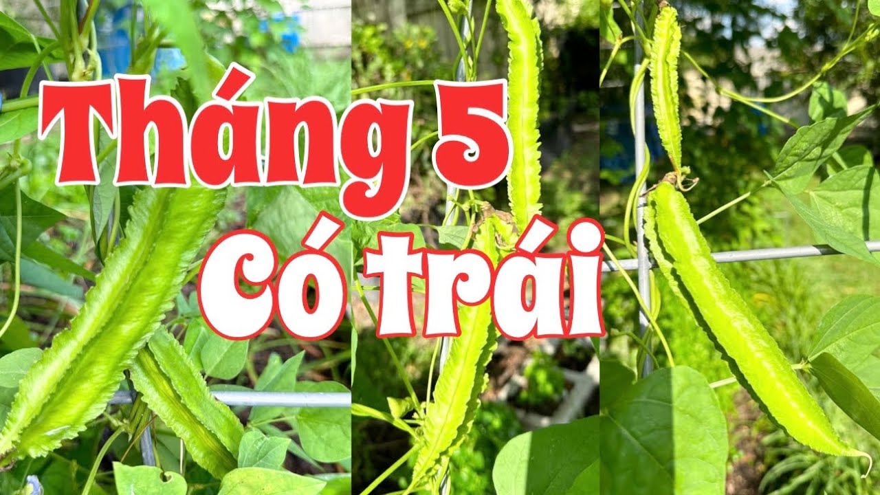 Bí quyết trồng đậu rồng tháng 2 thì tháng 5 có trái