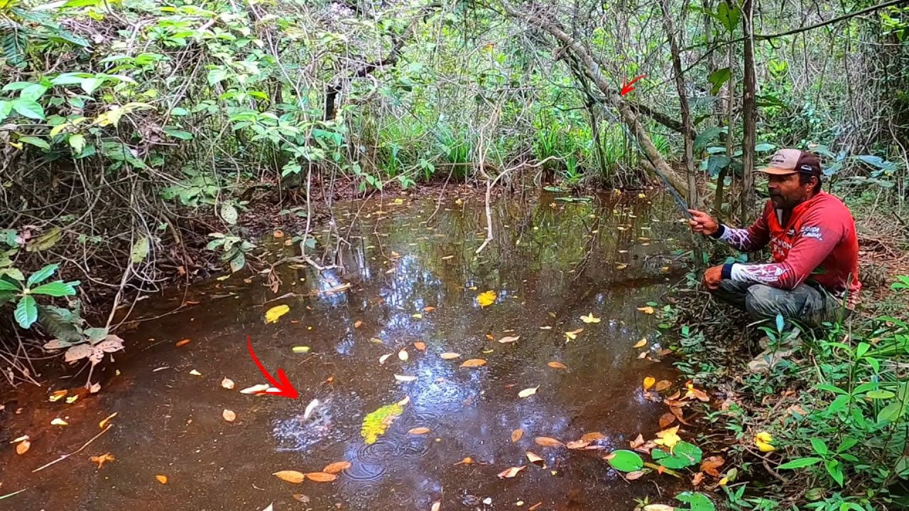 C&oacute;rrego no meio da mata virgem com variedades de peixes! Pesca caipira
