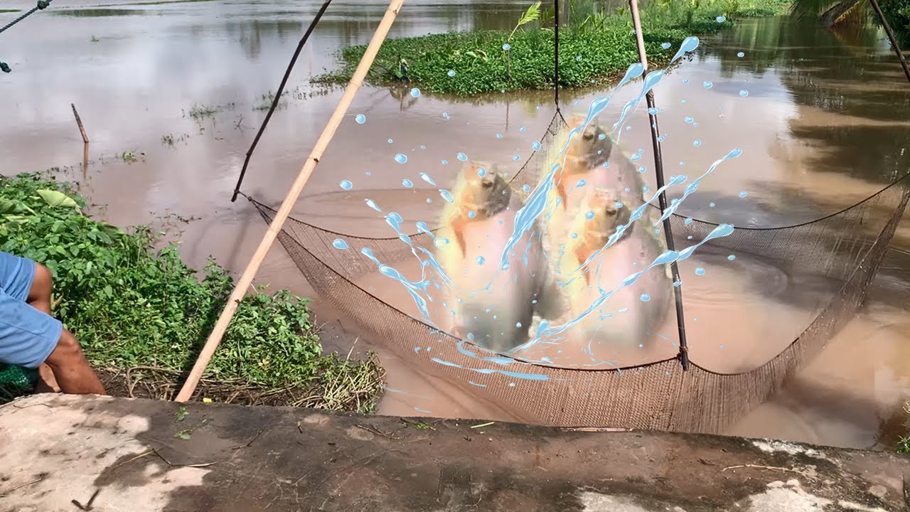 🎉Nghỉ Lễ Cả Nhà Đi Kéo Lưới Và Bất Ngờ -  Vó Nhiều Cá Cả Làng Ăn Không Hết !