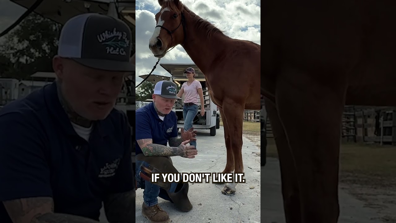 Посмотрите, как резко изменился ракурс! (При участии Jones Equine)