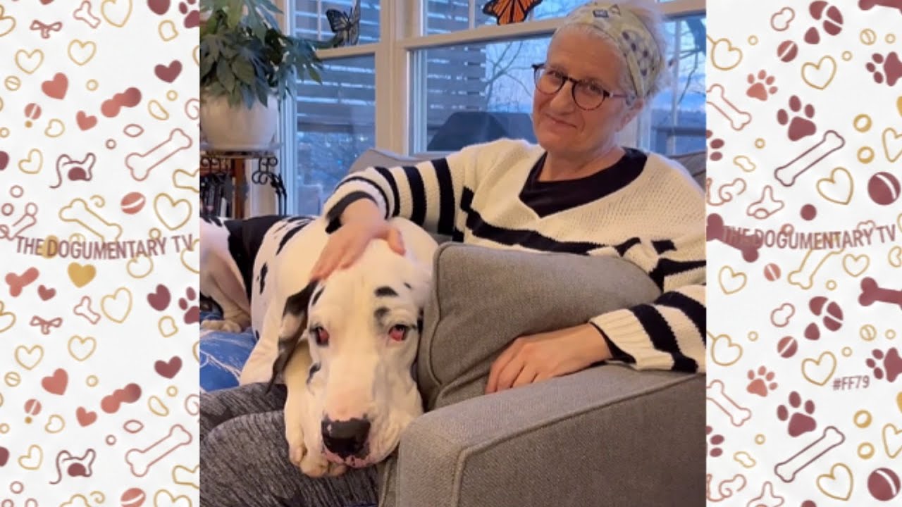 Massive Dog's Reaction When He Meets Strangers Will Melt Your Heart