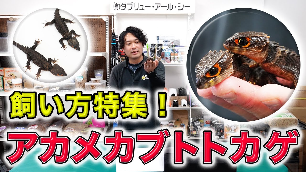 【飼い方特集】アカメカブトトカゲの飼い方とレイアウトの作り方