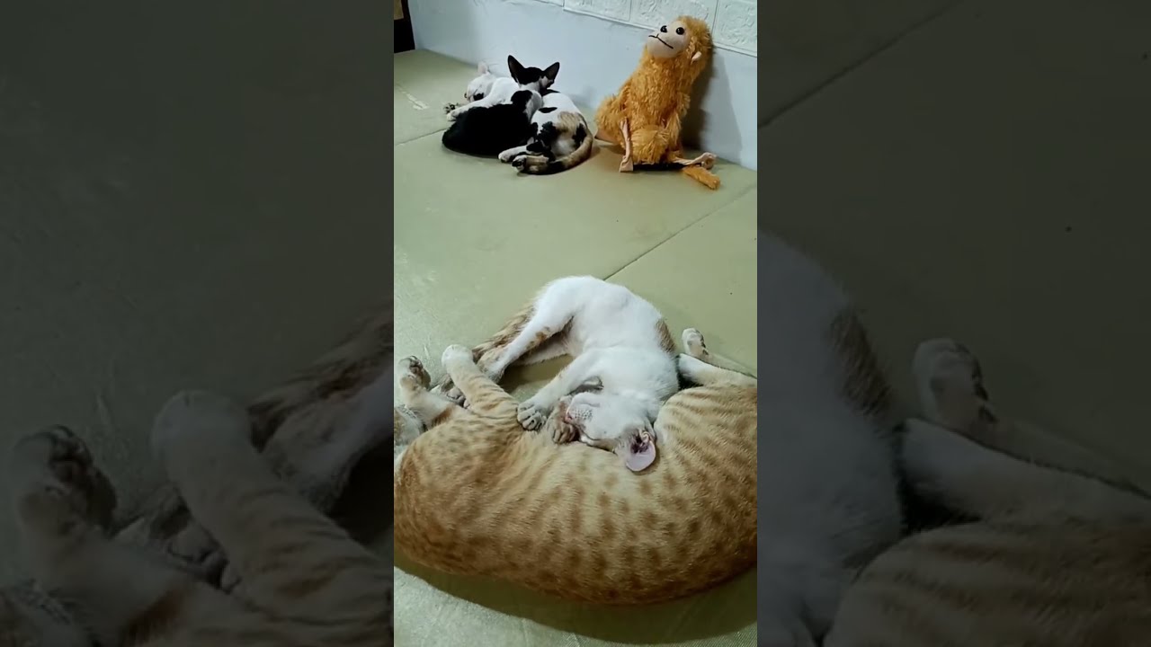 My Cat's Kittens Sleeping #new #cat #newbornkittens #kitten #newbornpets #cute 