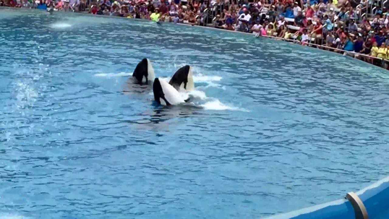Killer Whales show - Seaworld 2016