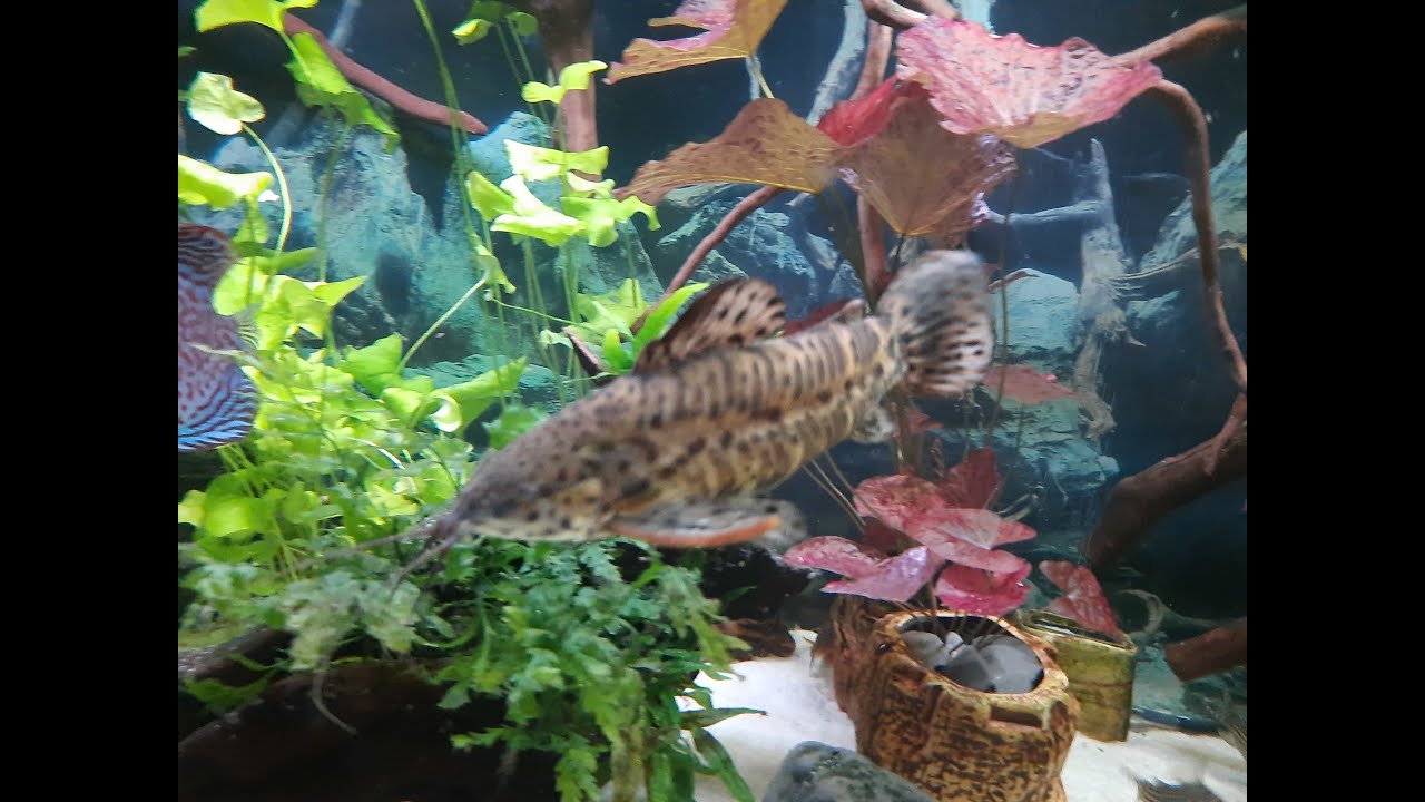 Kiryśnik czarnoplamy (Megalechis thoracata)