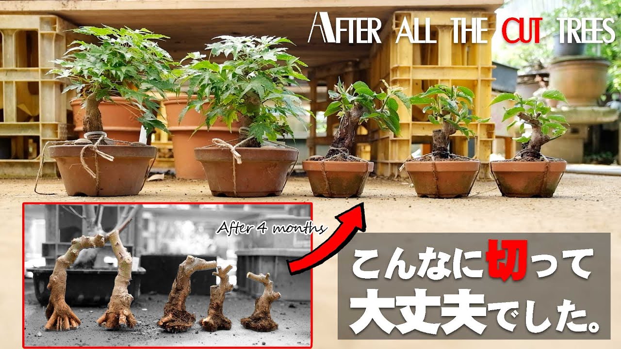 こんなに切って大丈夫？畑に植えた盆栽のその後【盆栽Q】