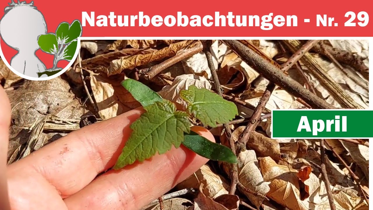 Naturbeobachtungen 29 - Keimlinge & Keimung - Über Kotyledonen und Speicher für den Austrieb