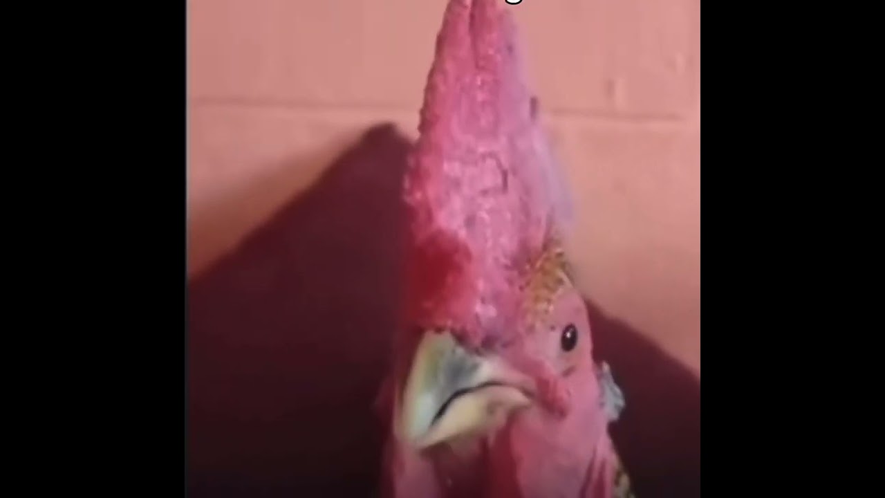 CHICKEN (possible chicken soup)