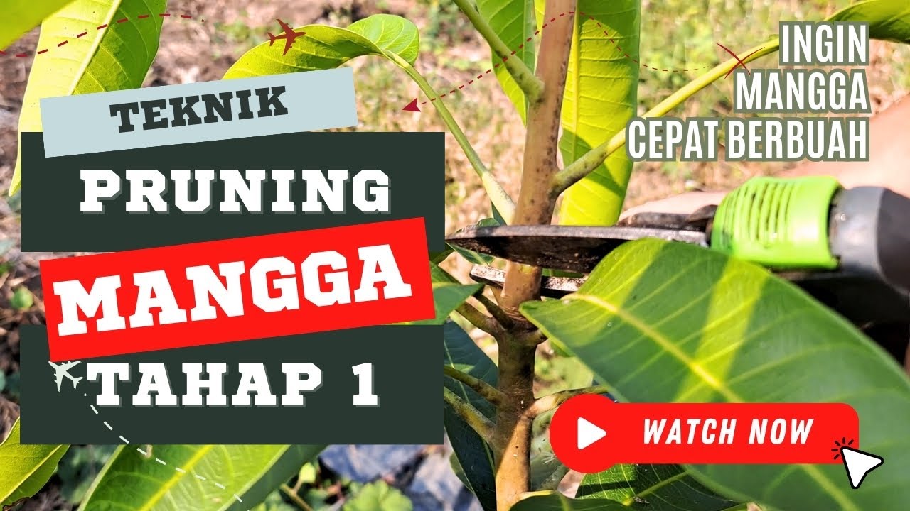 Cara Pruning Mangga Tahap 1