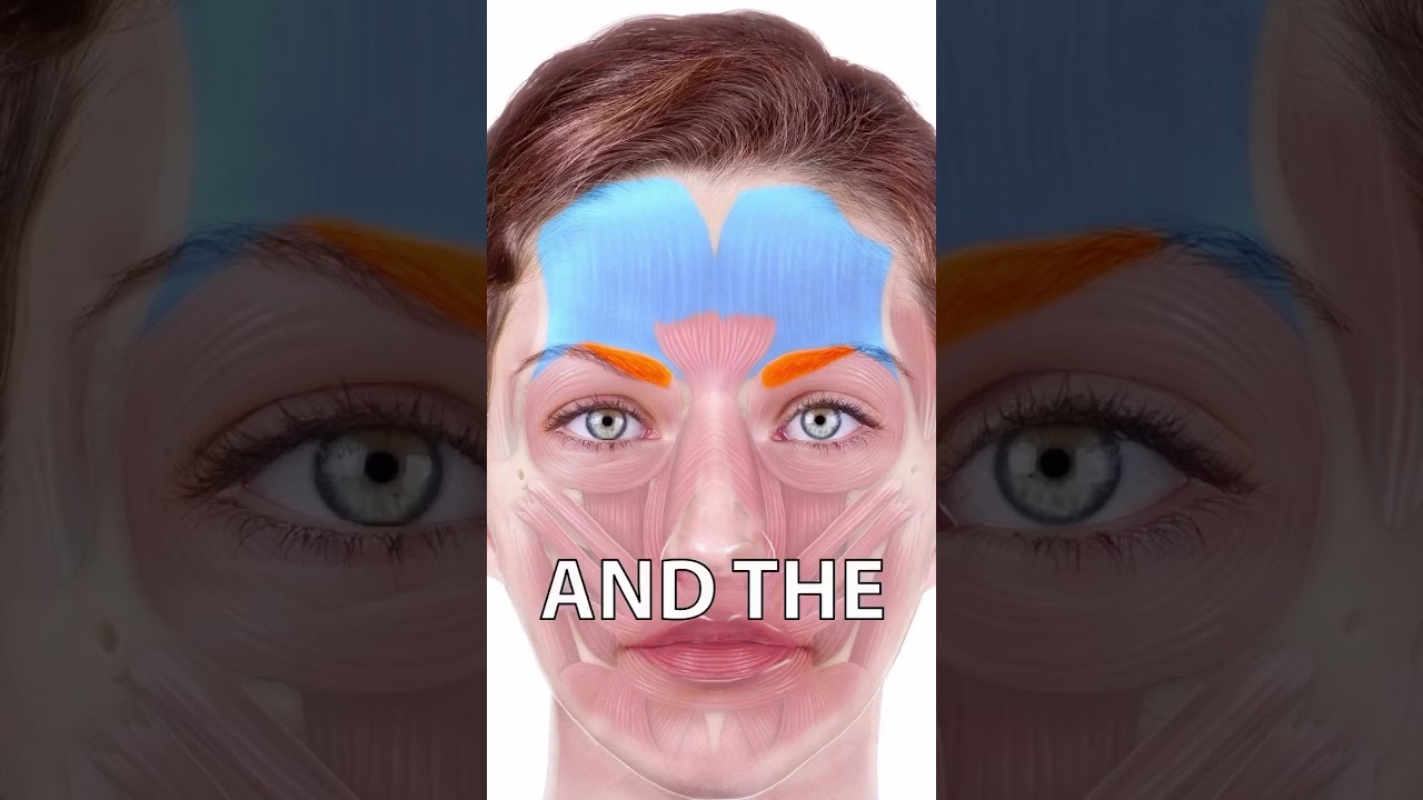 The 5 brow muscles