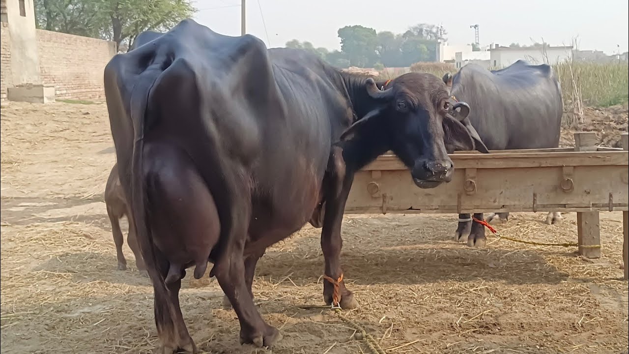 High Milking Pure Nili Buffalo's for sale in punjab pakistan on youtube 29 October 2025