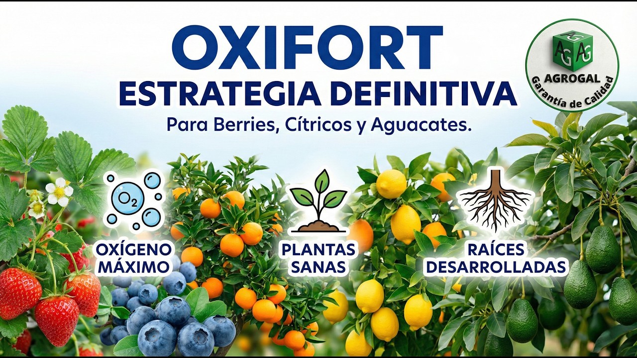 Protocolo Oxifort FInal