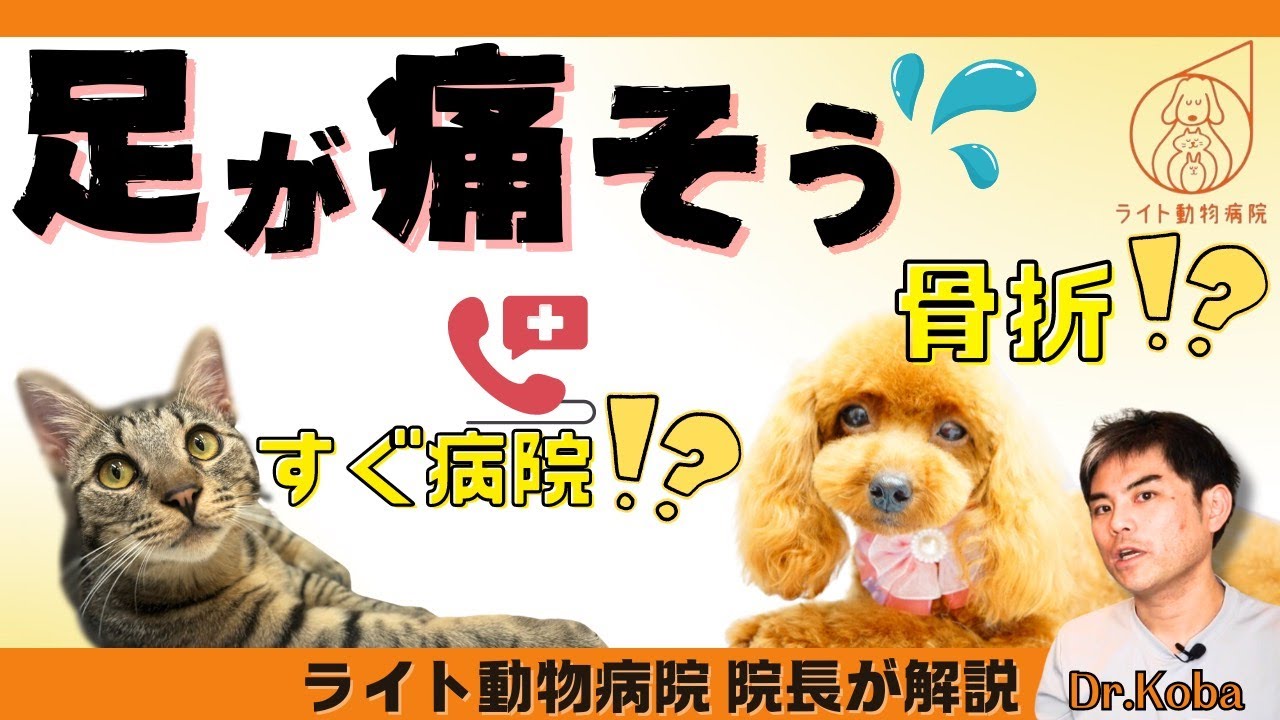 【骨折？捻挫？】犬や猫の歩き方がおかしい！【獣医師・愛玩動物看護師】
