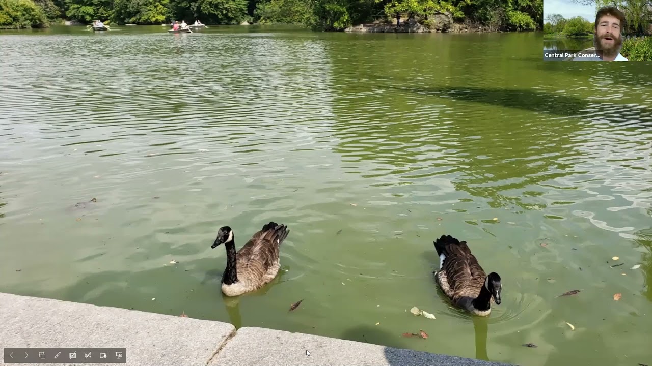 Weekly Walk: The First Landscape in Central Park, the Lake
