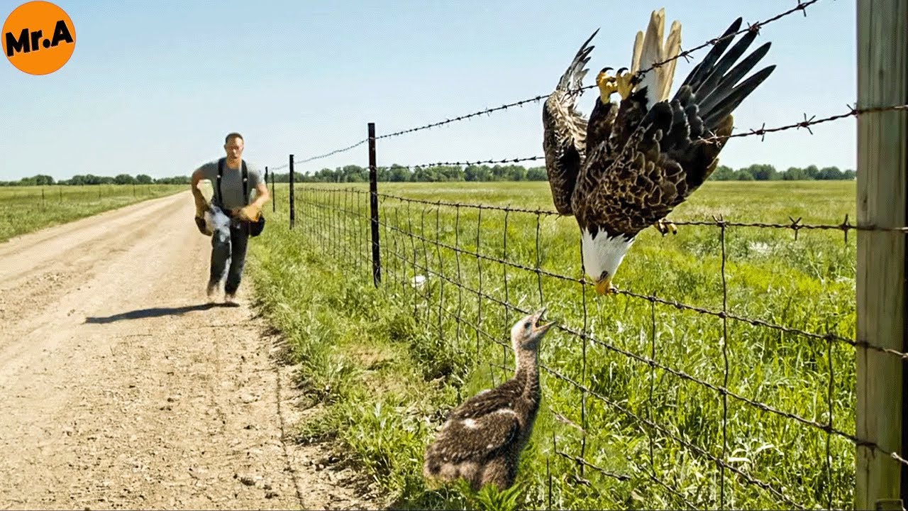 Heartbreaking Rescue of a Bald Eagle Mother Trapped on a Barbed-Wire Fence | Animal Rescue