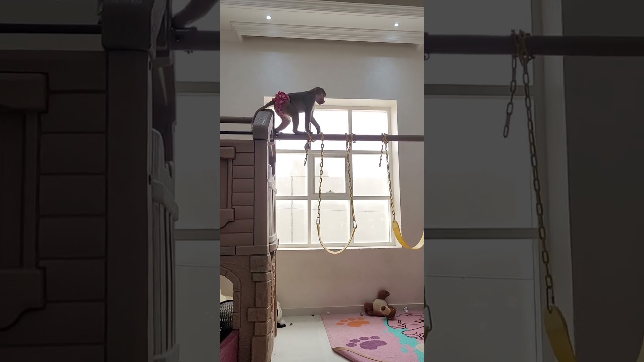 Гамадрильский дозор🤣 опасность!
