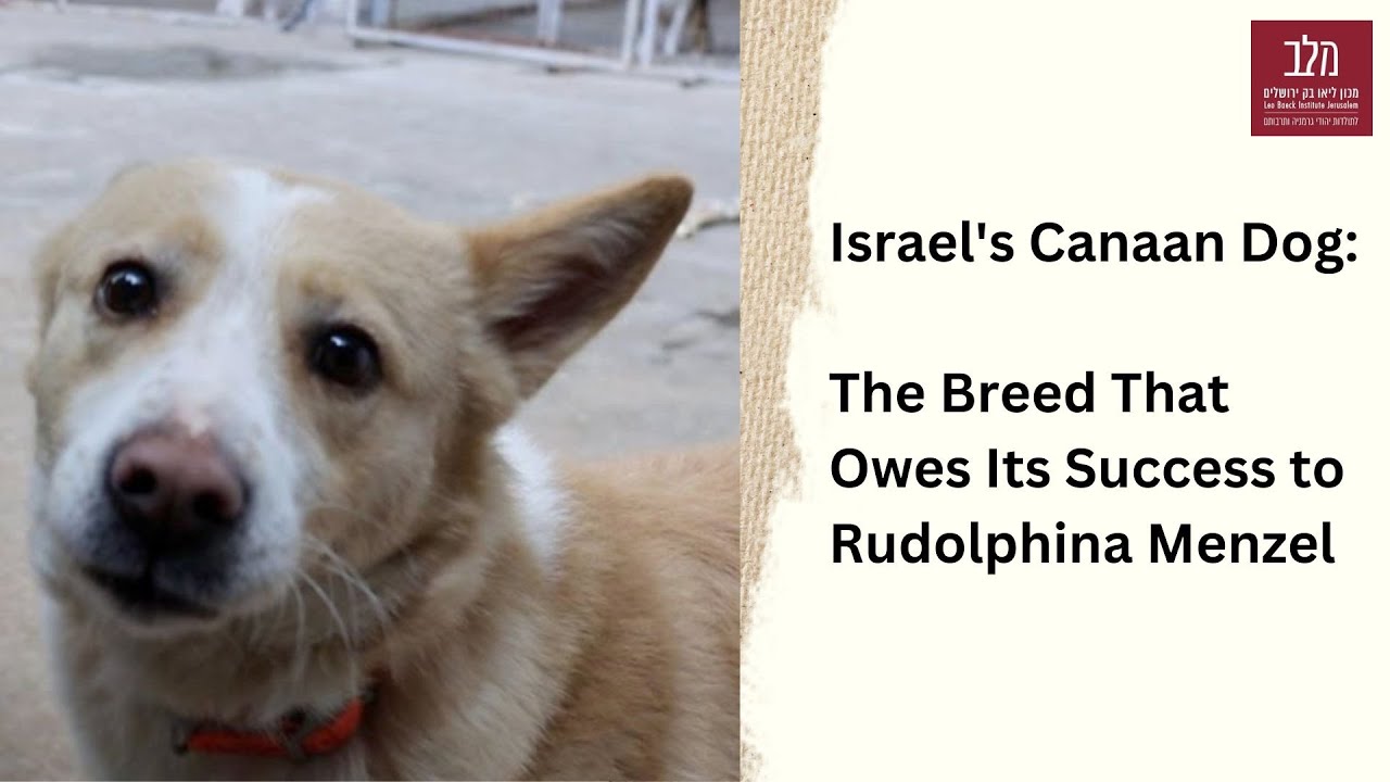 Israel's Canaan Dog: The Breed That Owes Its Success to Rudolphina Menzel