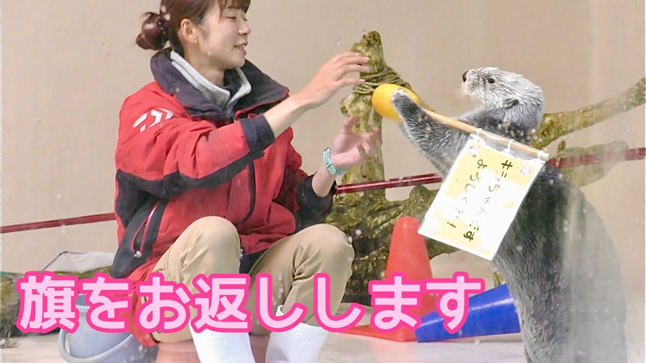 ラッコ　メイちゃんとキラちゃん　旗をお返ししています【鳥羽水族館】Sea otter May-chan Kira-chan Toba Aquarium 