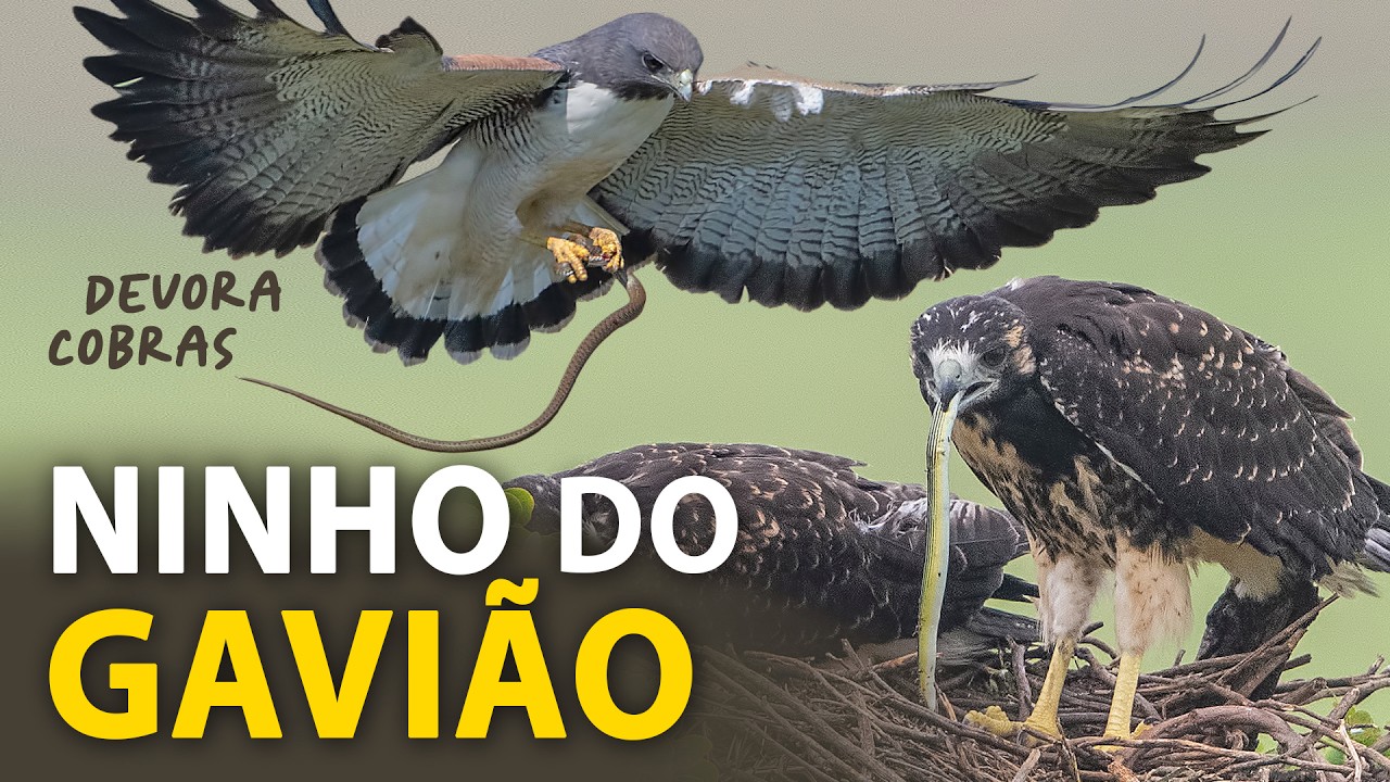 O NINHO do GAVIÃO-de-rabo-branco: O que ele come? | Filhotes, comportamentos e vocalizações da ave!