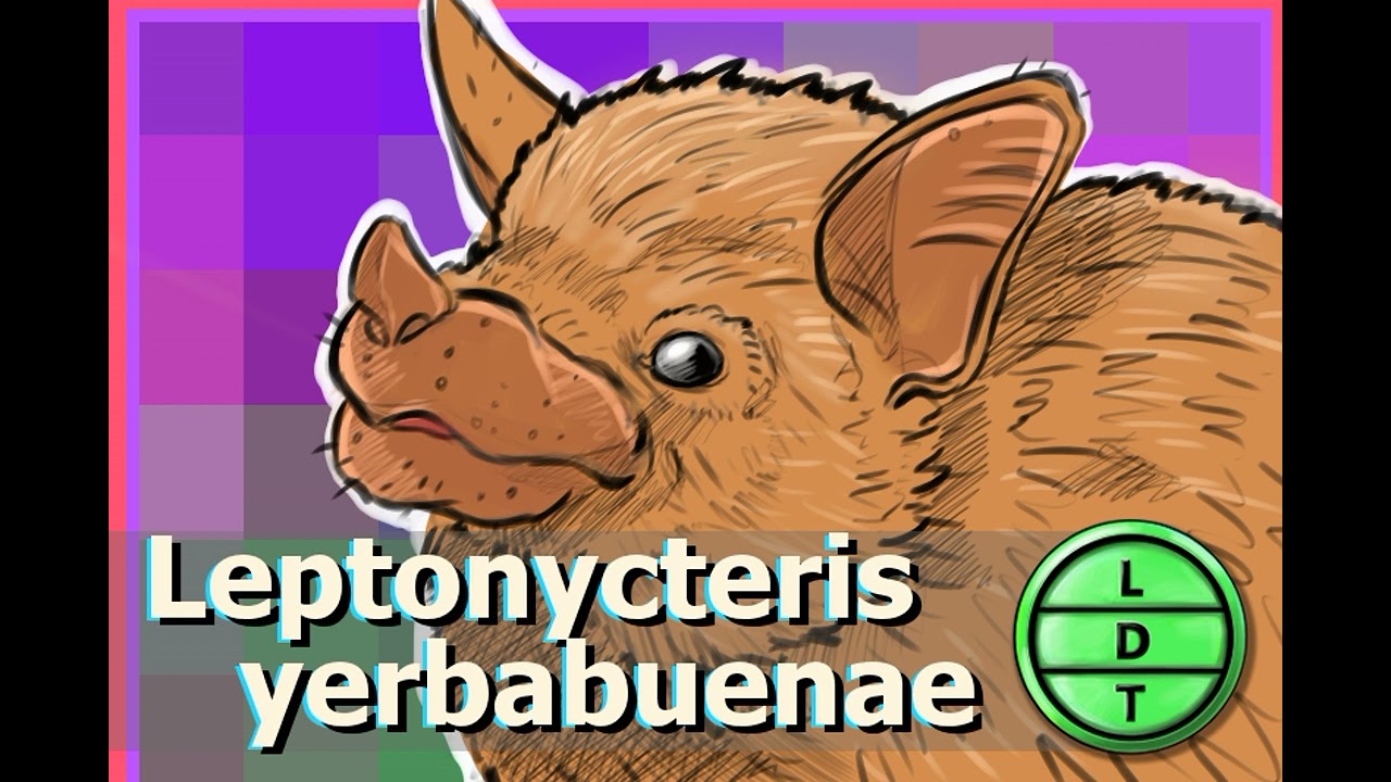Episode 121 &ndash; Lesser Long-Nosed Bat: A Long Secret