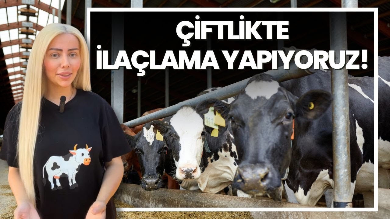 Çiftlikte İlaçlama Yapıyoruz! /Buzağılara Kaba Yem Ne Zaman Verilir? Buzağı İshalinde Neler Yapılır?