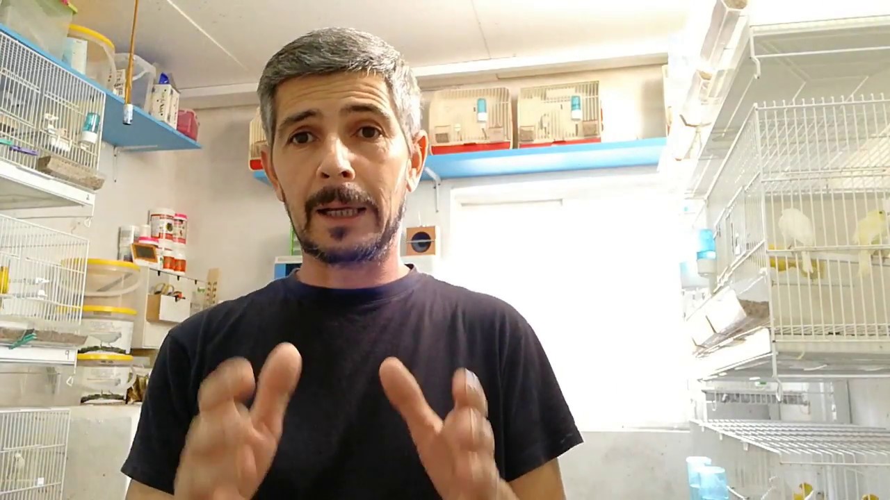 Distintas especies de aves en una voladera ( SI O NO )