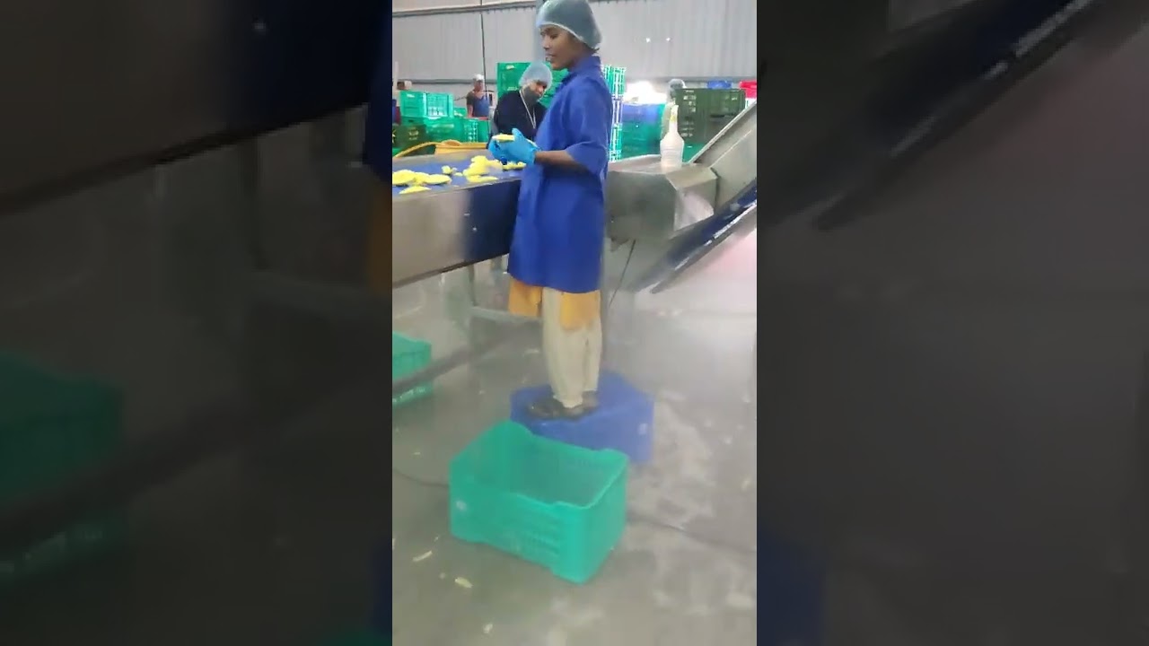 IQF processing plant for mango slices and Dice