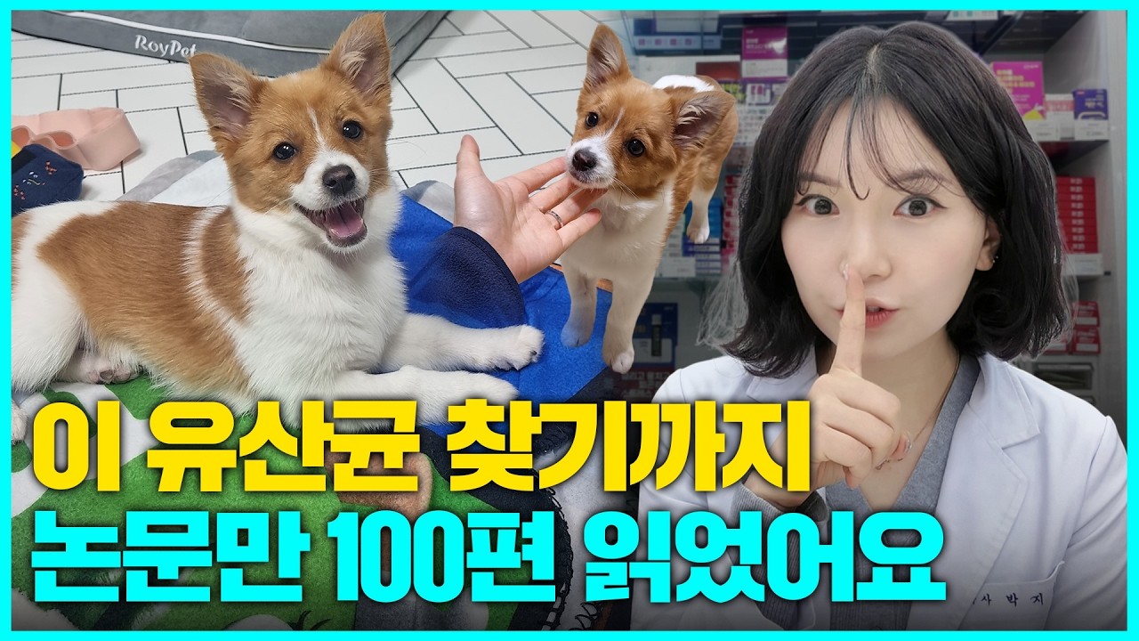 강아지 면역력 올리는 유산균, 돈낭비 말고 이거 먹이세요! 현직 약사가 자기 강아지에게 먹이는 유산균